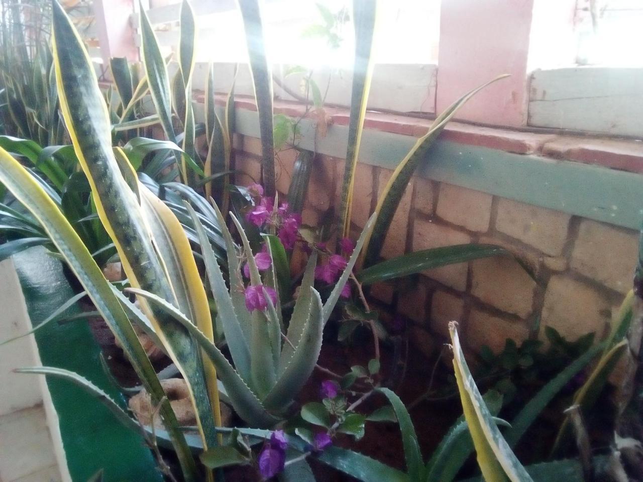 Residence A Paz Sal Rei Ngoại thất bức ảnh
